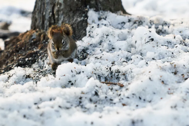 Squirrel in Point Pleasant Park