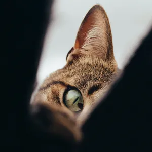 Image of a cat, looking down into a box
